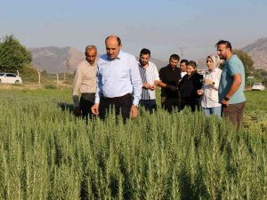 Tıbbi Bitki Üretimi Artıyor