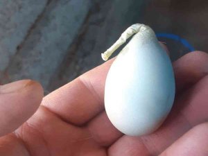Armuda Benzeyen Mavi Yumurta Görenleri Şaşırttı