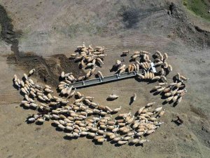 Konya Büyükşehir’in Hazırladığı Sıvatlar Hayvanlar İçin Can Suyu Oluyor