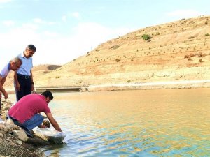Malatya’daki Göletlere 2 Milyon Yavru Balık