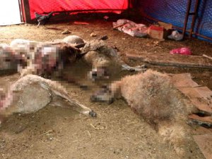 Ağıla Giren Kurt Sürüsü, 40 Koyunu Telef Etti