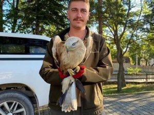 Vatandaşların Bulduğu Yaralı Yavru Kartal, Koruma Altına Alındı