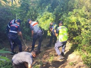 Kamu Arazisine Kenevir Eken Şahıs Gözaltına Alındı