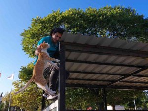 Hastane Bahçesindeki Çatıda Mahsur Kalan Kediyi Personel Kurtardı
