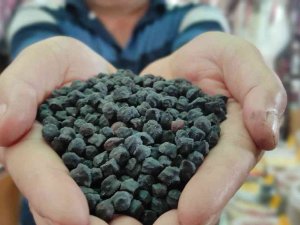 Tohumunu Yurt Dışından Getirdi, Büyük Talep Görüyor