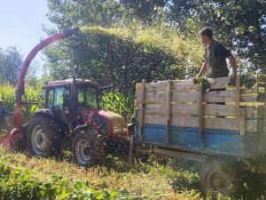 Hisarcık’ta 5 Bin 650 Ton Silajlık Mısır Üretildi