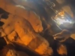 Şanlıurfa’da Otomobil Koyun Sürüsüne Daldı: 20 Koyun Telef Oldu