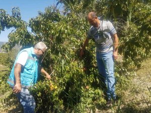 Şaphane’de Ceviz Ağaçlarının Fenelojik Gözlemleri İle Hastalık Ve Zararlı Kontrolleri