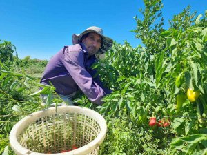 Adana’da Kapya Biber Hasadı Yapıldı