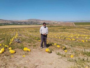 Kuruyemişten Kozmetiğe Geniş Bir Kullanım Alanına Sahip, Hasadı Başladı