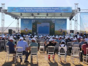 Yerli Ayçiçeği Tohumu Geliştirme Ve Çiftçi Destekleme Projesi Konya’da Devam Ediyor