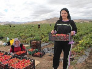Ziraat Mühendisiyken Öğrendiği Tekniklerle Bayburt’ta Çilek Yetiştiricisi Oldu Siparişlere Yetişemiyor