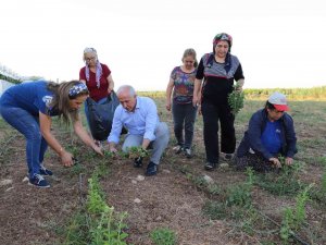 Akdeniz’de Stevia Ve Moringa Bitkilerinin İlk Hasadı Yapıldı