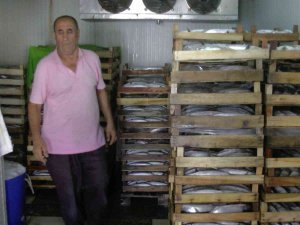 Akçakoca’dan 3 Bin Kasa Palamut Çıktı