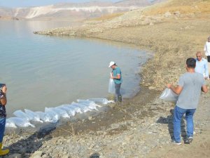 Şırnak’taki Barajlar Sazanla Canlanıyor