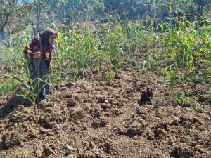Sinop’ta Kuru Otları Tutuşturan Vatandaş Az Daha Köyü Yakıyordu