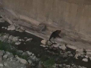 Gümüşhane’de Kent Merkezine Kadar İnen Ayı Kameralara Yakalandı