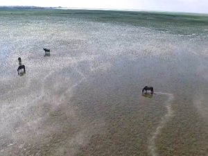Kuş Cenneti’nin Güzelliğine Havadan Bakış