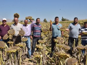 Elbistan’da "Siyah Altın" Hasadı Başladı