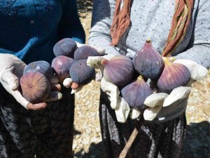 Antalya’da 800 Rakımlı Köyde İncir Hasadı Başladı