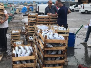 Karadeniz’de Tekneler Kasa Kasa Balıkla Dönüyor