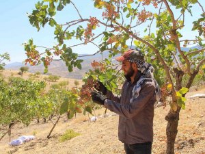‘Yeşil Altın’ Da Yılın İlk Hasadına Başlandı