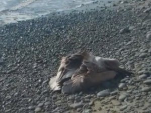 Hatay’da Deniz Kenarında Bulunan Yaralı Pelikan Kurtarıldı