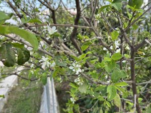 Yıl İçerisinde İkinci Kez Çiçek Açtı