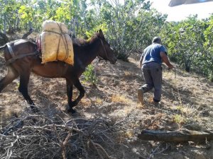 Aydın’ın Sarp Arazilerinde Üreticilerin En Büyük Yardımcısı Yük Hayvanları