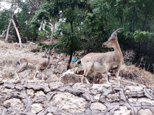 Tunceli’de Dağ Keçileri, Evlerin Yakınlarında İnsanlardan Korkmadan Geziyor