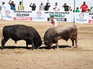 On Binlerce Denizlili Boğa Güreşinin Heyecanını Yaşadı