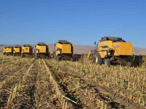 Muş Ovası’nda Ayçiçeği Hasadı