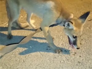 Kümeste Yakalanan Tilki Doğaya Salındı