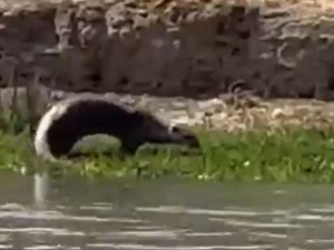 Nesli Tükenme Tehlikesi Altındaki Su Samuru Şırnak’ta Görüntülendi