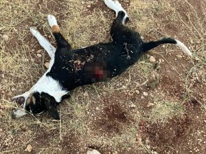 Tavuklarına Zarar Veren Yavru Köpeği Tüfekle Öldüren Şahıs Kamerada