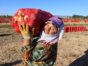 Suluova Soğanına Coğrafi İşaret Tescili