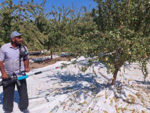 Badem Diyarında Hasat Zamanı