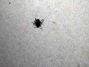 Yozgat’ta Keneden Ölenlerin Sayısı 6’ya Yükseldi