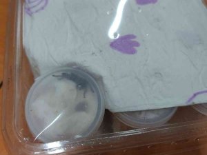 İ̇zmir’de 26 Tüp Tarantula Cinsi Örümcek Ele Geçirildi