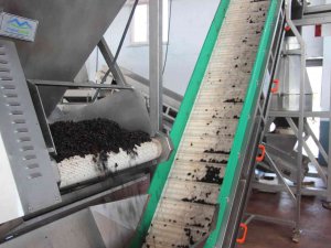 Kilis’te Devlet Desteğiyle Kuruldu, Üzüm Üreticilerinin Gelir Kapısı Oldu