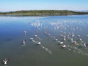 Hersek Lagünü’nde Flamingoların Görsel Şöleni Başladı