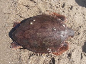 Kuşadası Sahilinde Ölü Caretta Caretta Bulundu