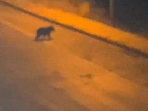 Giresun’un Çamoluk İlçe Merkezinde Aç Kalan Ayı İlçe Merkezine İndi