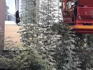 Yaşadığı Evin Penceresine Sıkışan Kedi Hayatını Kaybetti