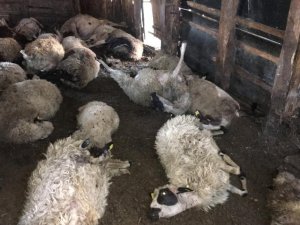 Ağıla Giren Kurt 24 Koyunu Telef Etti, 15 Koyunu Da Yaraladı