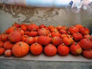 Sarıgöl’de İlk Kez Japon Kabağı Yetiştirdi