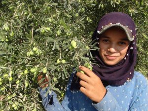 Yılın İlk Zeytin Hasadı Silifke’de Başladı