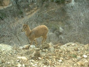 Dağ Keçileri Eruh’ta Otlanırken Görüntülendi