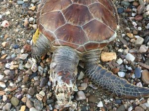 Alanya Sahilinde Ölü Caretta Caretta Bulundu