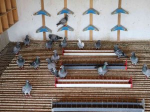 Edirne’de Posta Güvercinleri Yarışı